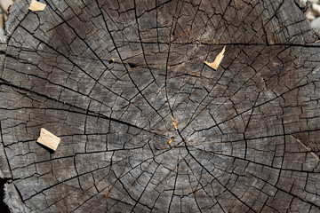 Dark wooden background texture of a cross section of a timber stump.