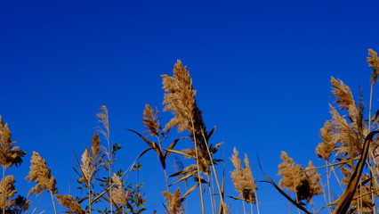  Thickets of reeds. Cane. Reflection in water. Autumn background for the designer. The Volga River Delta. Russia
