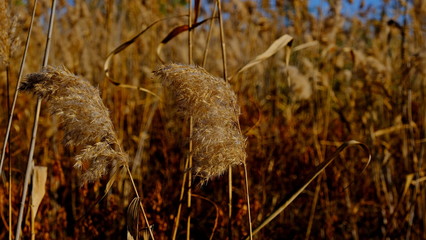  Thickets of reeds. Cane. Reflection in water. Autumn background for the designer. The Volga River Delta. Russia