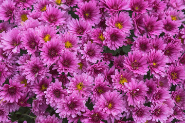 Floral background of pink chrysanthemums