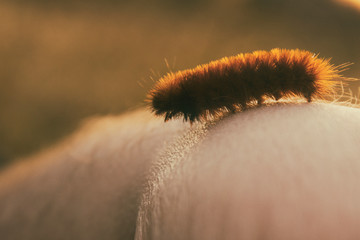 Woolybear