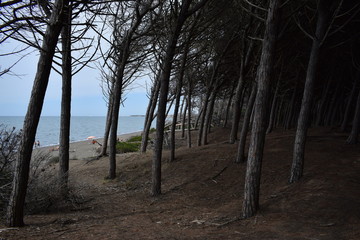 Beach, sea and pinewood on the seaside in Marina di Cecina, Tuscany, Italy. Panoramic view of the...