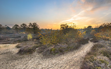 Walking path through heathland in autumn colors