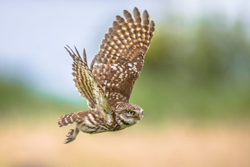 Little Owl flying on blurred background