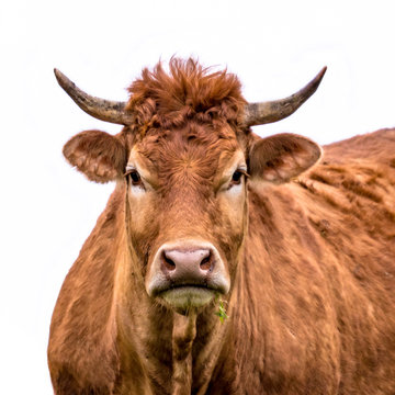 Funny cow portrait