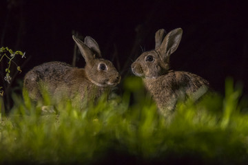 Two european rabbits in darkness
