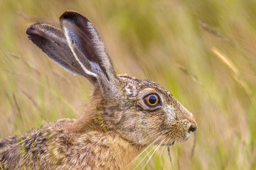 Portrait of vigilant European Hare in grass