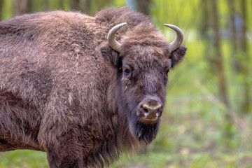 Wisent bull looking at camera © creativenature.nl