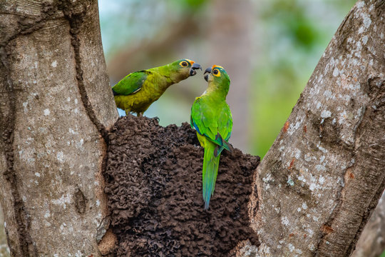 green parrots kissing