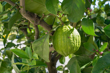 Close up view of a citrus tree. Green limes or lemons with the leaves of a citrus plant.