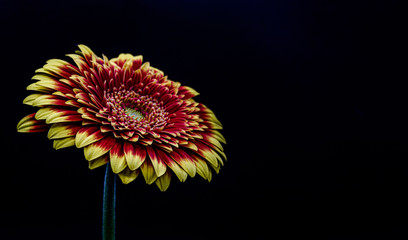 red flower isolated on black background