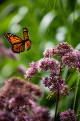 Schmetterling im Anflug auf Pflanze
