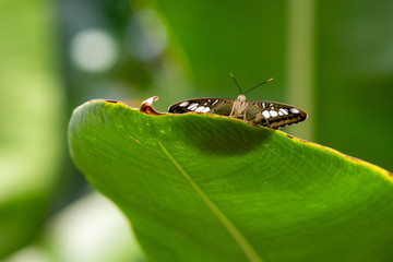 Schmetterling auf Blattrand schaut neugierig 