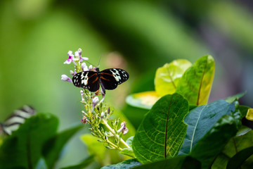 Schmetterling auf Blüte