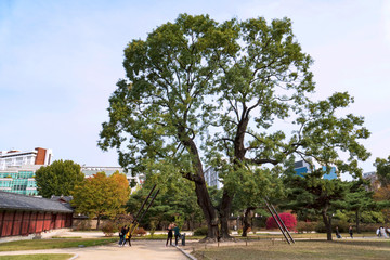 Naklejka premium Old tree-Changdeokgung Palace, seoul, Korea