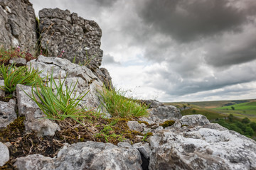Fototapeta na wymiar Dramatic view of glacial rocks seen atop Malham Cove in the heart of the Yorkshire Dales. Flora can be seen growing between these Ice Age rocks.