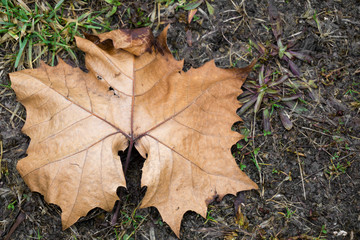 Leaf