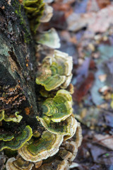 Fungus