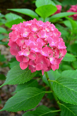 濃いピンク色の紫陽花