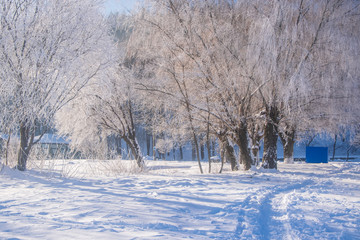Amazing winter scenery with bare trees covered by frost on snowy meadow