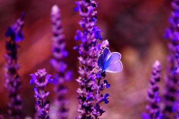 purple flowers in blue background