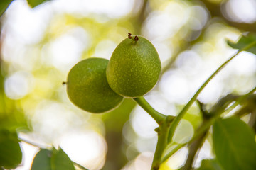 Noix vertes dans leurs coques sur l'arbre