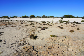 View of microbial mats stromatolites at the Hamelin Pool in Shark Bay, World Heritage area, Western...