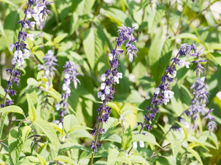 Autumn bloomer of Salvia 'Meigans Magic' on dark stems, violet calyces with crisp white flowers 