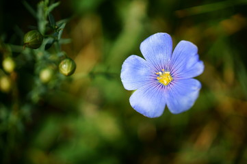 blue flower in garden