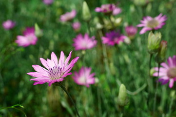 pink flower