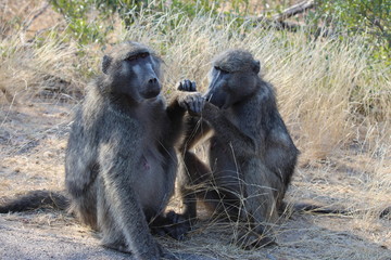 Affen Familie im Kruger Nationalpark