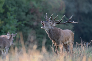 The call, portrait of Red deer male (Cervus elaphus)