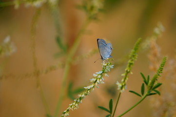 blue butterfly on a flower