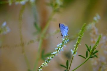 butterfly on flower