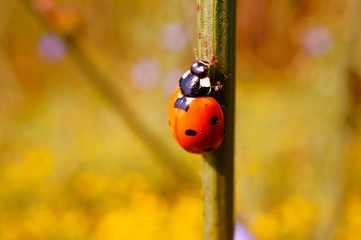  ladybug