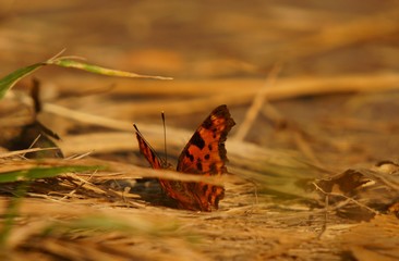 butterfly on grass