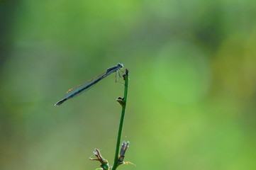 dragonfly on leaf