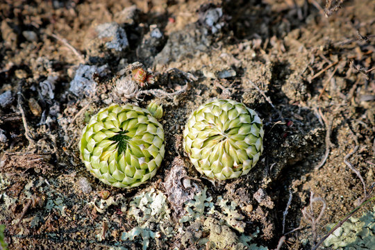 Unusually shaped plant - houseleeks (Sempervivum) in the mountains. The Crassulaceae family