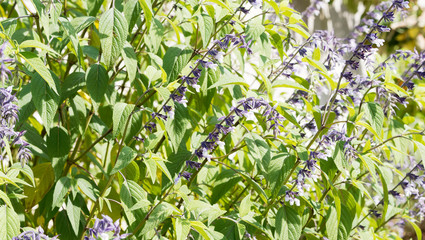 Salvia hybrid 'Meigans Magic' with many white flowers in deep violet-black calyces and gray green foliage