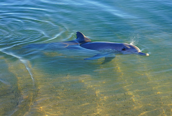 A wild dolphin in the water at Monkey Mia in Shark Bay, Western Australia