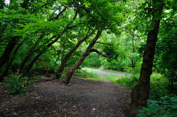 path in the forest