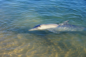 A wild dolphin in the water at Monkey Mia in Shark Bay, Western Australia