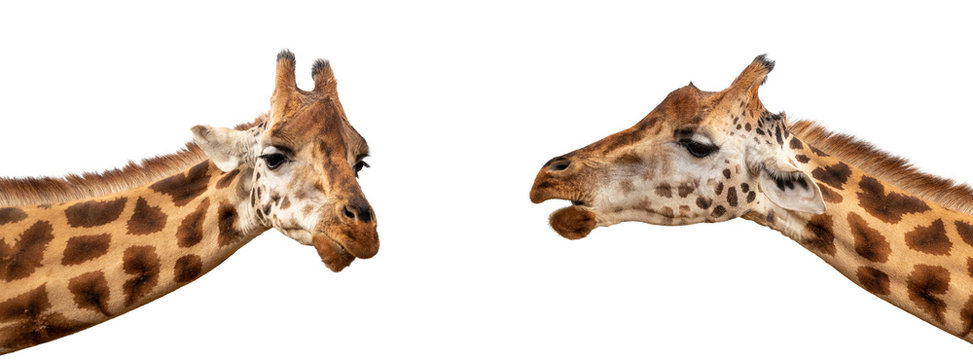 Two Rothschild’s giraffes on white social media banner