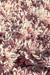 Two-colored succulents grow on the ground. Plant background of round plants with sharp leaves