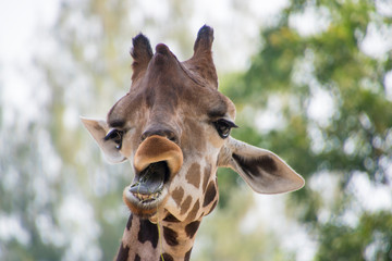 Cute expression of a giraffe eating