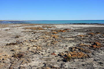 View of microbial mats stromatolites at the Hamelin Pool in Shark Bay, World Heritage area, Western...