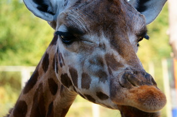 portrait of giraffe