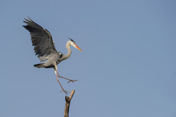 Obraz premium Graureiher