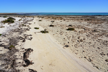 View of microbial mats stromatolites at the Hamelin Pool in Shark Bay, World Heritage area, Western Australia