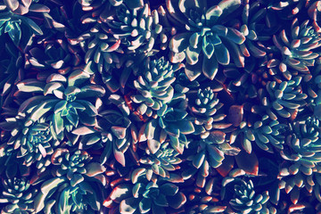 Two-colored succulents grow on the ground. Plant background of round plants with sharp leaves